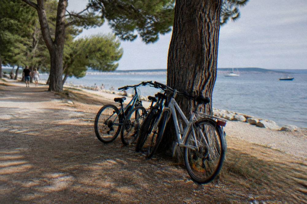 Bicycles parked by a pine tree beside a Borik path
