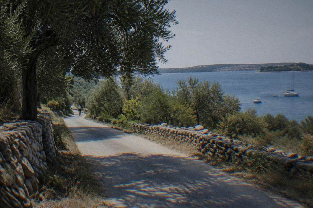 Cycle path through olive groves and dry stone walls on Ugljan